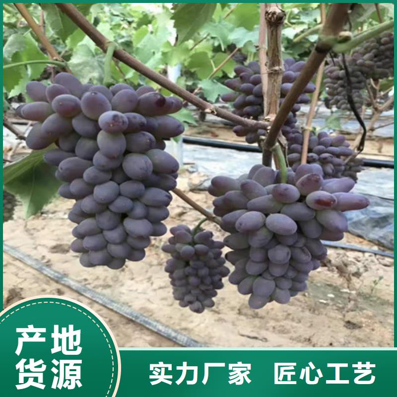 桃树苗-视频-凤冈|绥阳|贵阳|黔南|安顺|黔东南|六盘水|毕节|黔西南兴业桃树苗_ 苗木中心(遵义市分公司)