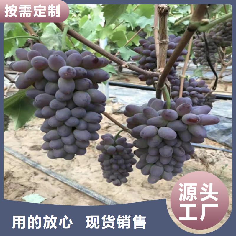 葡萄-木瓜海棠苗优选好材铸造好品质