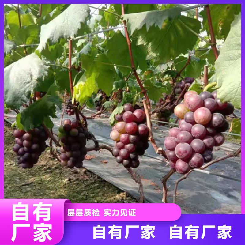 葡萄-草莓苗真材实料加工定制