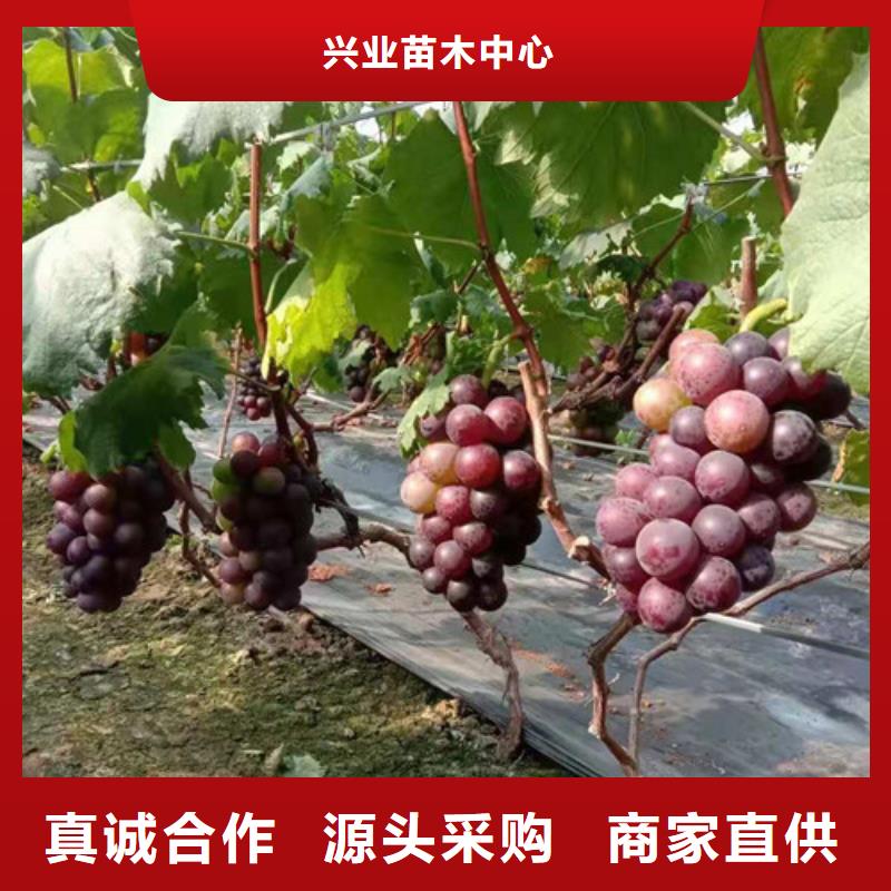 葡萄翠冠梨苗品质之选