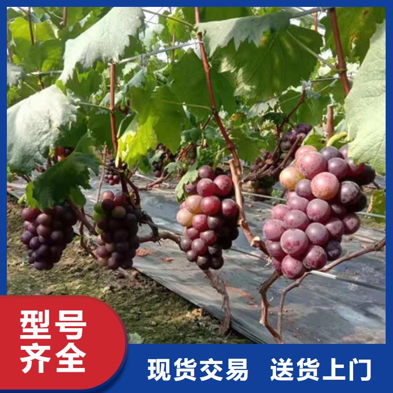 【葡萄】梨树苗质检合格出厂