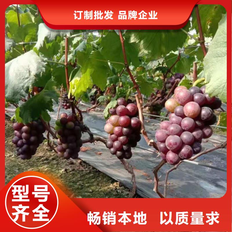 葡萄海棠盆景苗现货直发