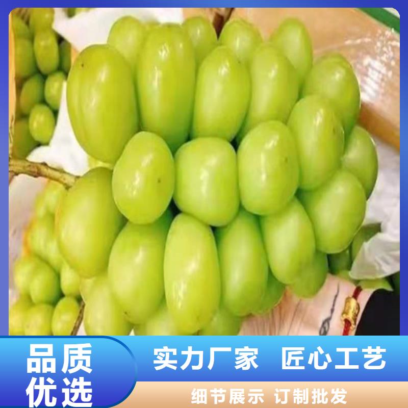 桃树苗-视频-桃树苗_内蒙古通辽市市场覆盖包头|呼和浩特|呼伦贝尔|鄂尔多斯等