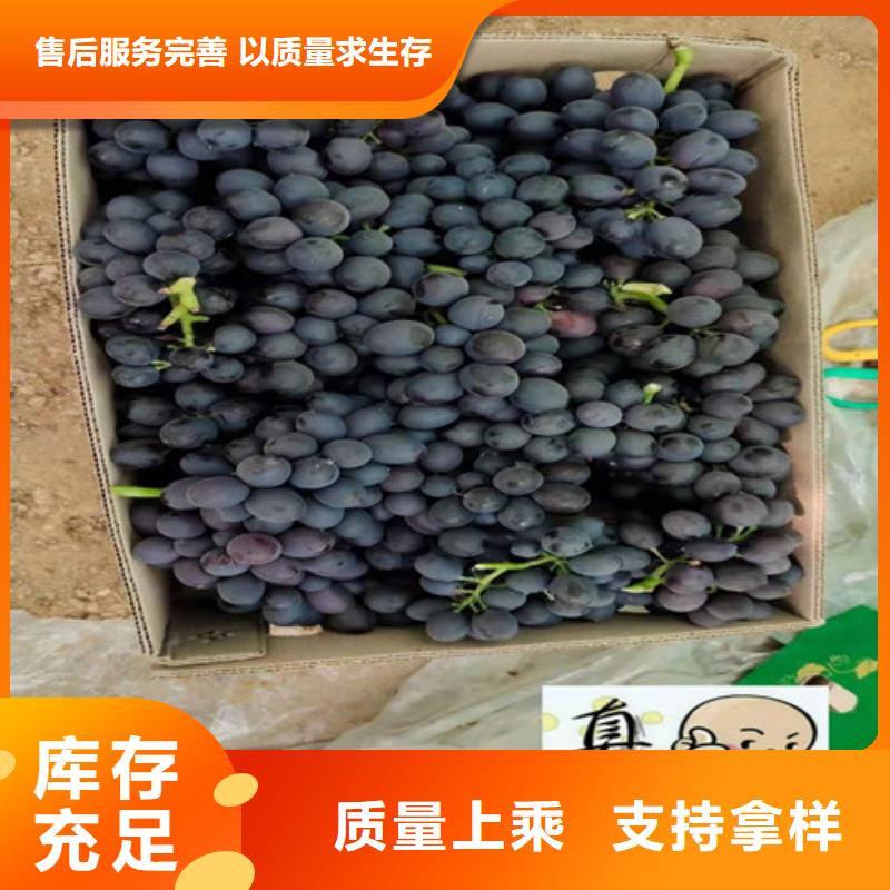 葡萄_玉露香梨苗品质可靠