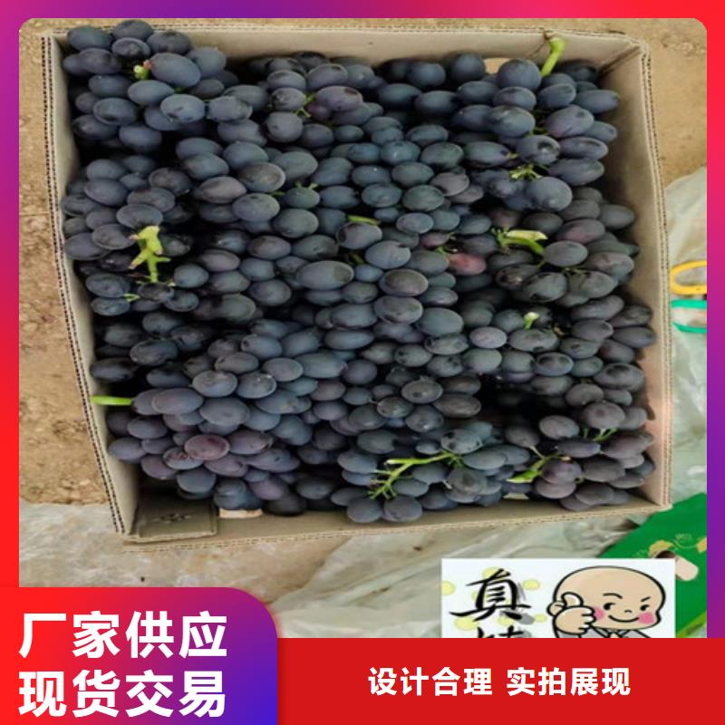 桃树苗视频-珙县|筠连|德阳|广安|南充|内江|凉山桃树苗0中间商差价-苗木中心(宜宾市分公司)