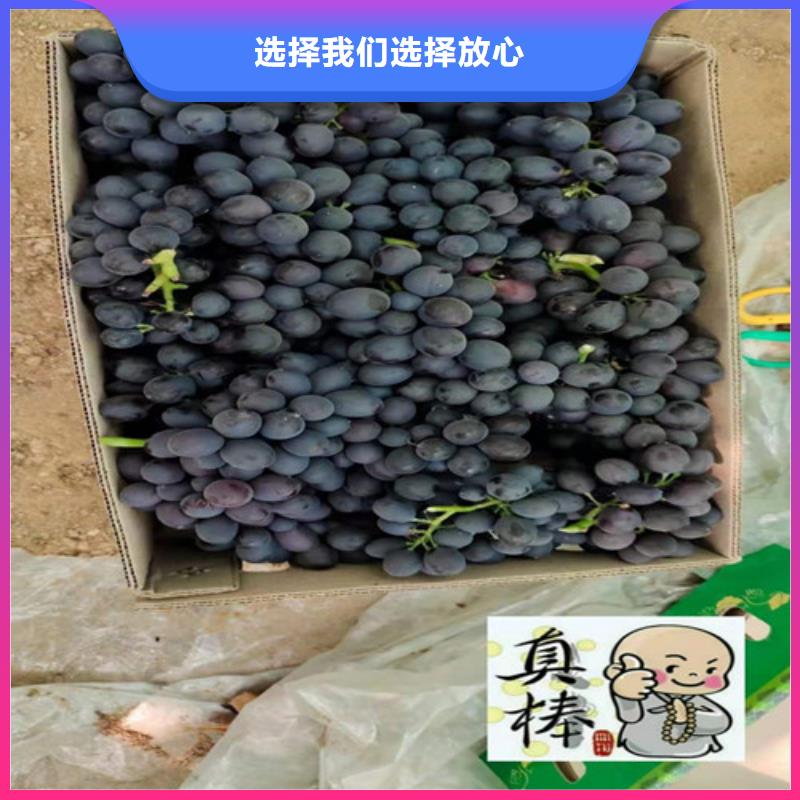 桃树苗-视频-桃树苗_内蒙古通辽市市场覆盖包头|呼和浩特|呼伦贝尔|鄂尔多斯等