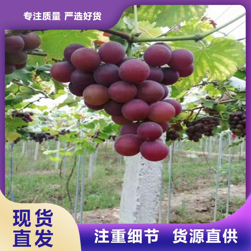 桃树苗-视频-桃树苗_内蒙古通辽市市场覆盖包头|呼和浩特|呼伦贝尔|鄂尔多斯等