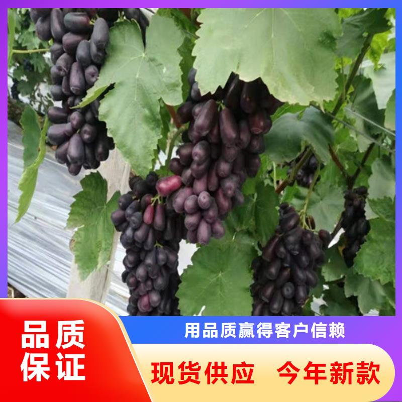 葡萄草莓苗买的放心