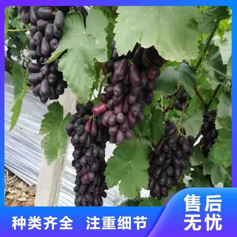 桃树苗视频-珙县|筠连|德阳|广安|南充|内江|凉山桃树苗0中间商差价-苗木中心(宜宾市分公司)
