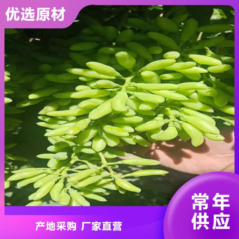 SO4葡萄苗