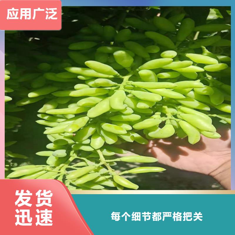桃树苗-视频-桃树苗_内蒙古通辽市市场覆盖包头|呼和浩特|呼伦贝尔|鄂尔多斯等