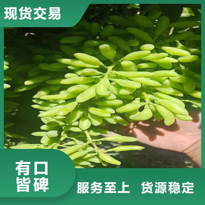 葡萄黄桃苗种类多质量好