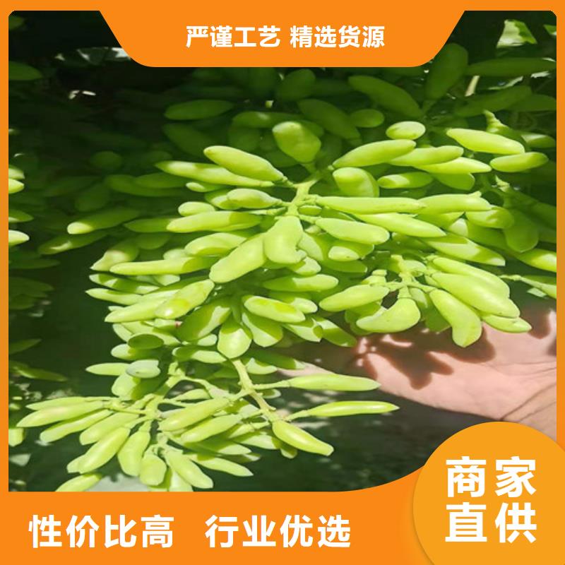 【葡萄,西瓜苗设计合理】