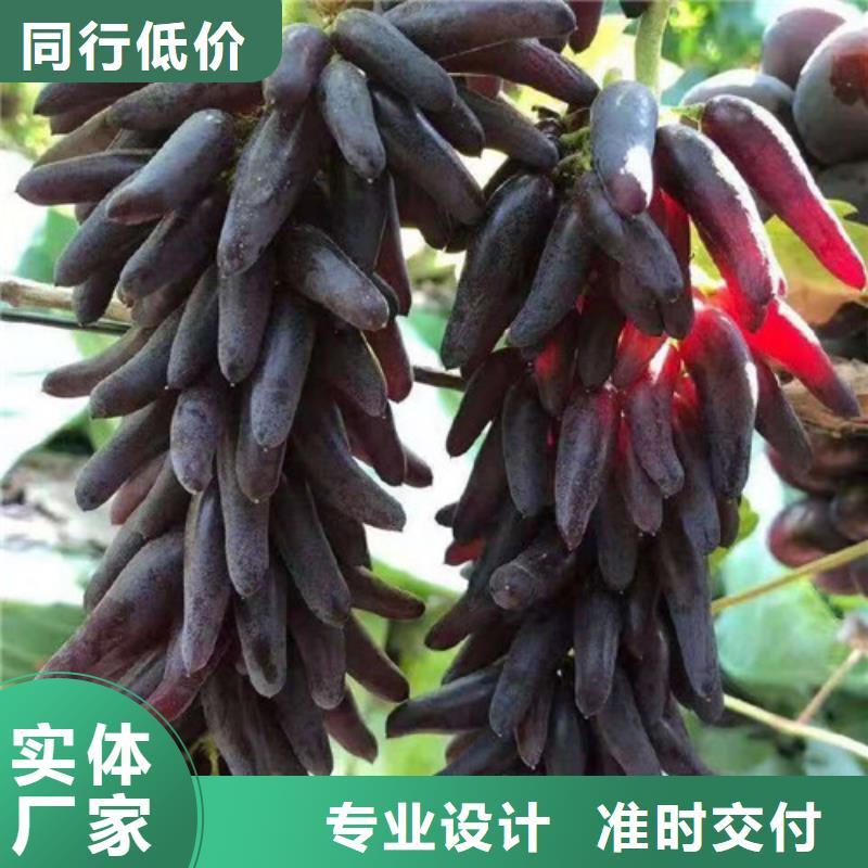 【葡萄_无花果苗性价比高】