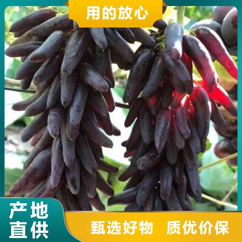 葡萄翠冠梨苗品质之选