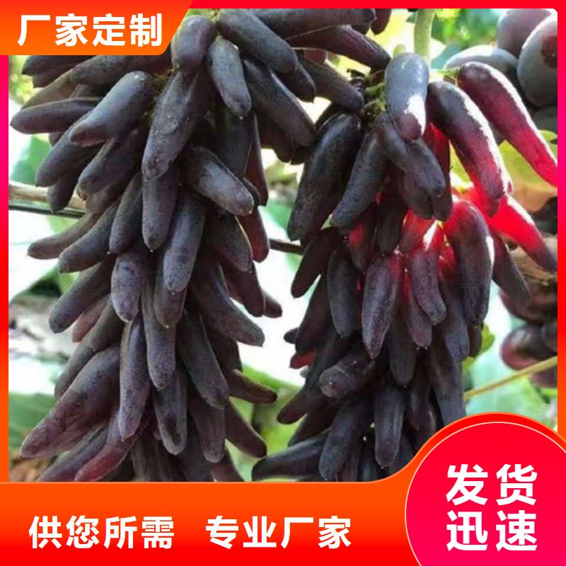 【葡萄,西瓜苗设计合理】