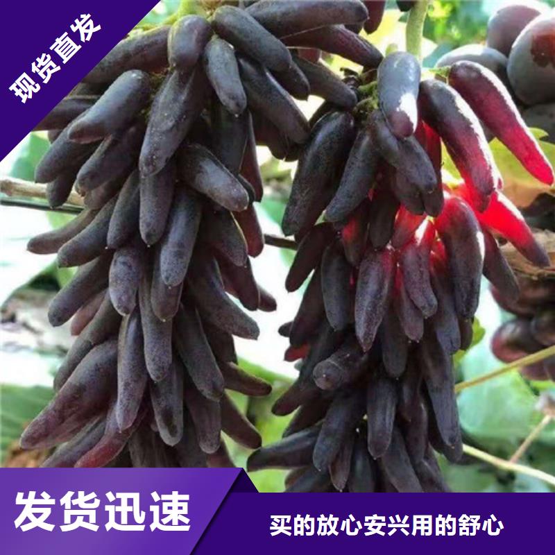 葡萄海棠盆景苗现货直发