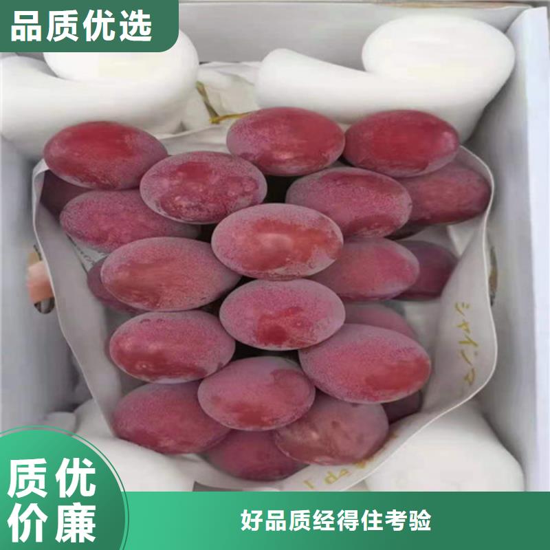 桃树苗视频-珙县|筠连|德阳|广安|南充|内江|凉山桃树苗0中间商差价-苗木中心(宜宾市分公司)