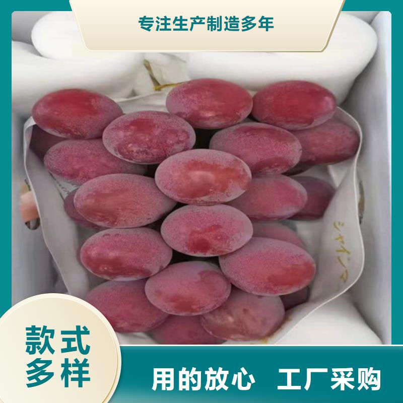 脆光葡萄苗