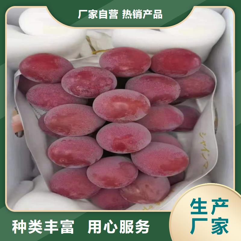 桃树苗-视频-凤冈|绥阳|贵阳|黔南|安顺|黔东南|六盘水|毕节|黔西南兴业桃树苗_ 苗木中心(遵义市分公司)