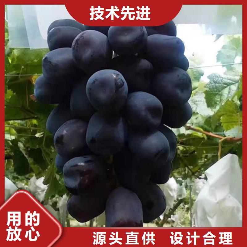 桃树苗-视频-桃树苗_内蒙古通辽市市场覆盖包头|呼和浩特|呼伦贝尔|鄂尔多斯等