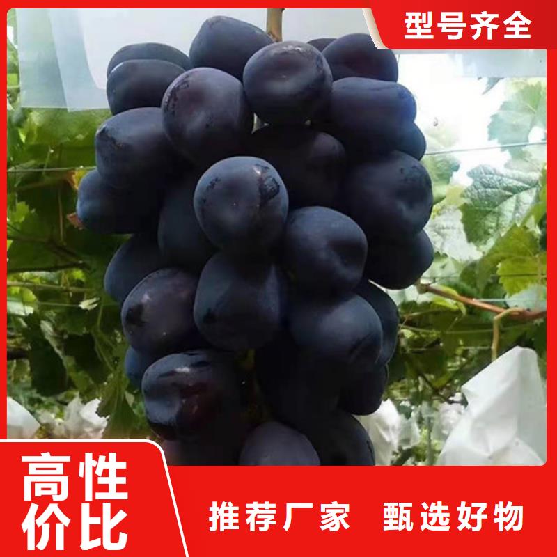 自根苗葡萄树苗种植时间