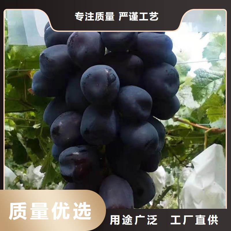 葡萄_大棚草莓苗诚信厂家