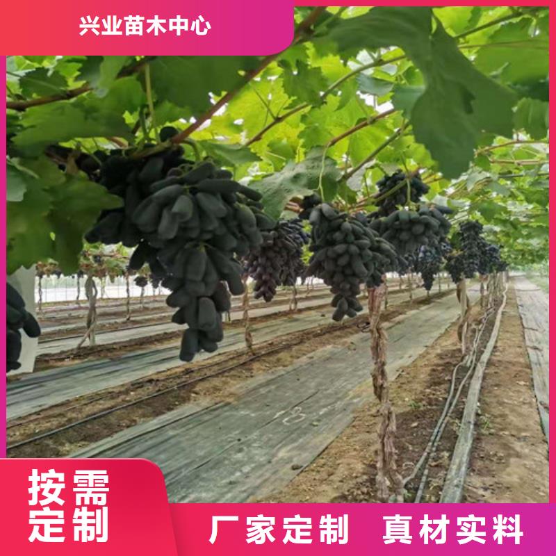 葡萄梨树苗懂您所需