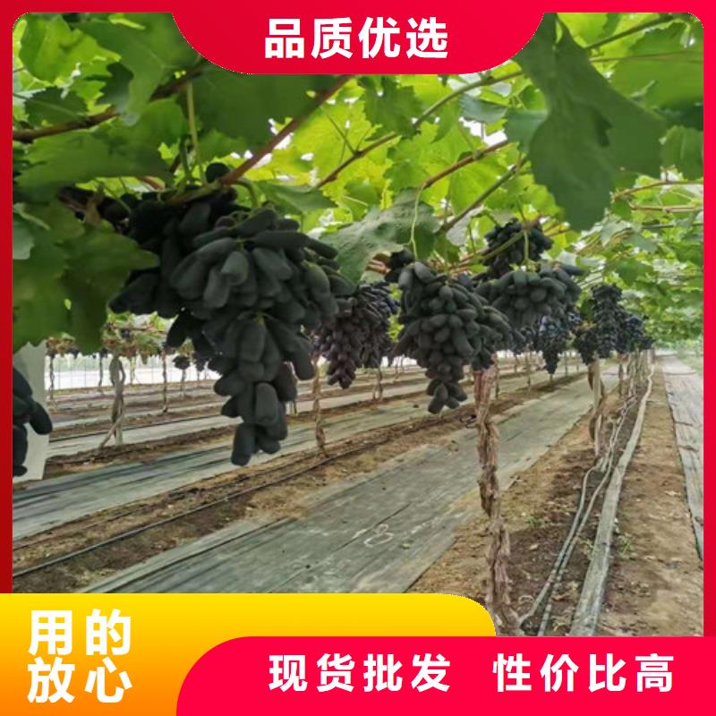 葡萄-核桃苗源头厂家直销