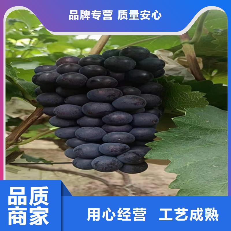 葡萄软枣猕猴桃苗资质认证