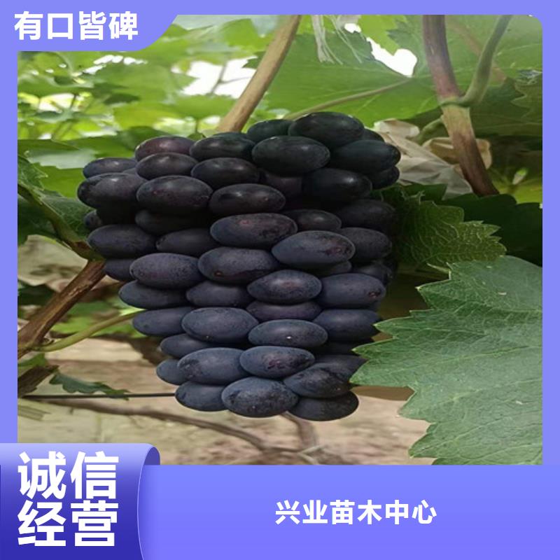 桃树苗-视频-凤冈|绥阳|贵阳|黔南|安顺|黔东南|六盘水|毕节|黔西南兴业桃树苗_ 苗木中心(遵义市分公司)