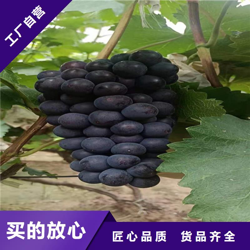 葡萄_水蜜桃苗价格公道合理