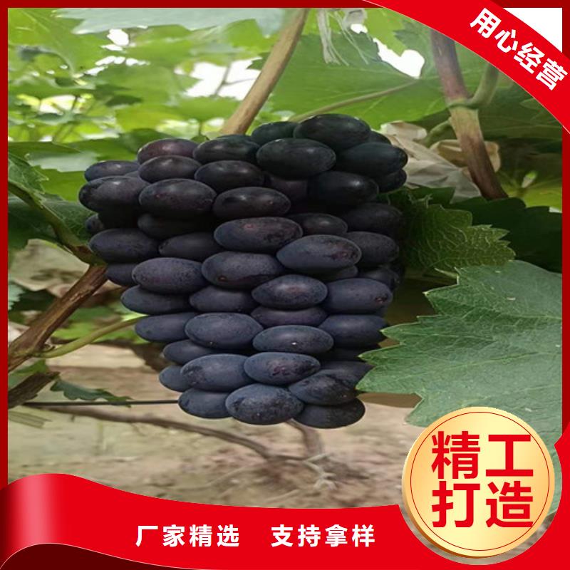 葡萄草莓苗买的放心