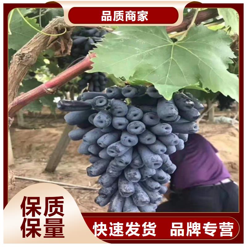桃树苗-视频-凤冈|绥阳|贵阳|黔南|安顺|黔东南|六盘水|毕节|黔西南兴业桃树苗_ 苗木中心(遵义市分公司)