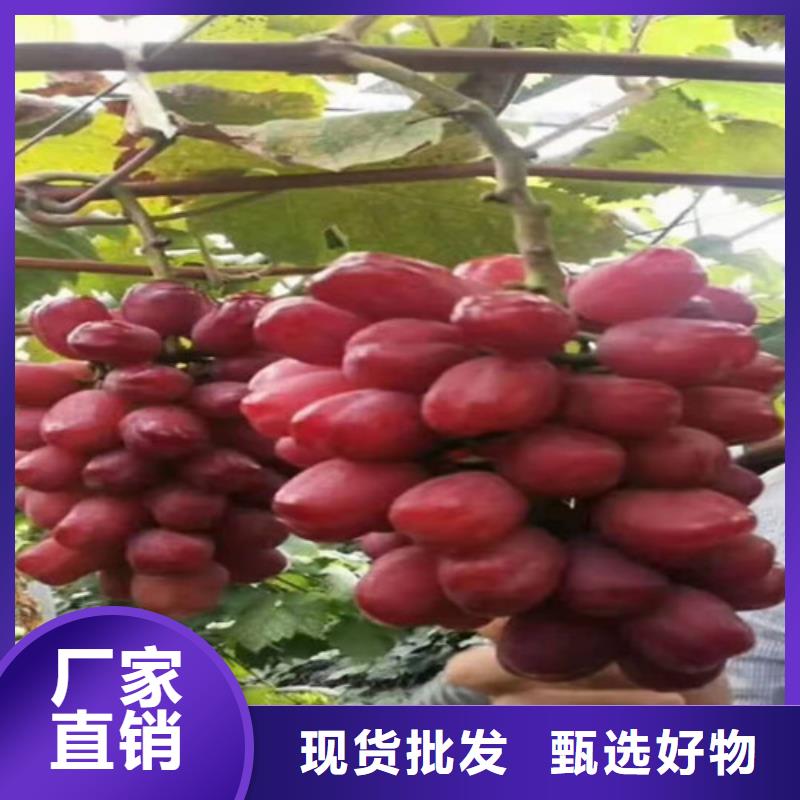 【葡萄_大棚草莓苗工厂采购】