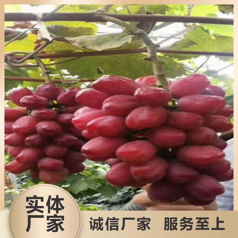 葡萄-草莓苗真材实料加工定制