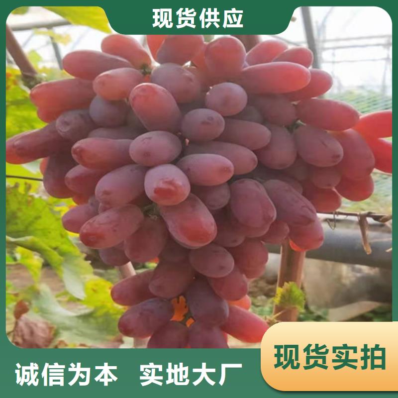 葡萄梨树苗懂您所需