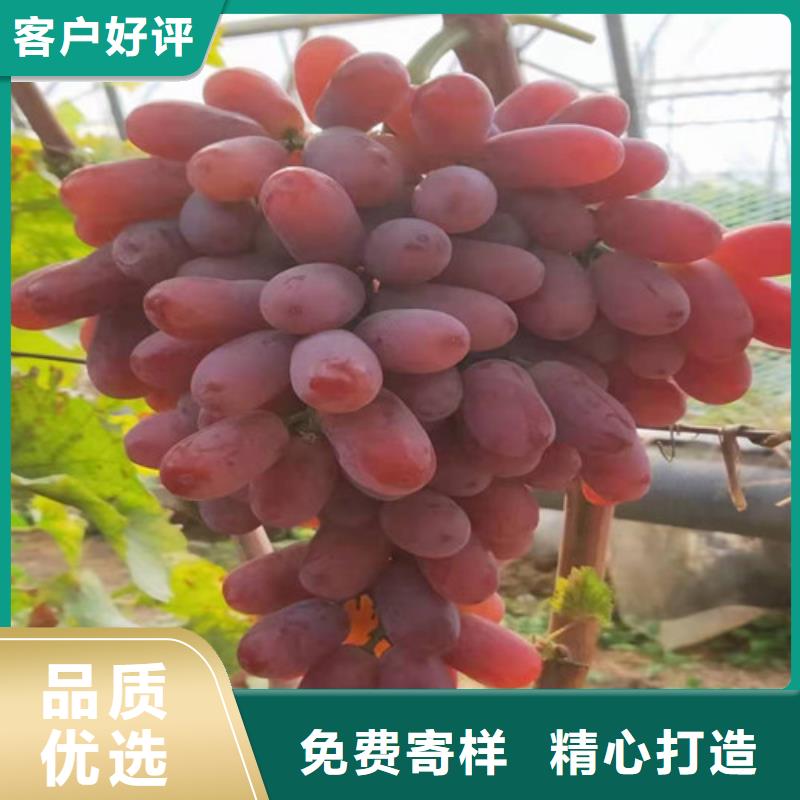 葡萄-核桃苗源头厂家直销