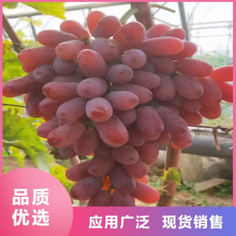 桃树苗-视频-桃树苗_内蒙古通辽市市场覆盖包头|呼和浩特|呼伦贝尔|鄂尔多斯等