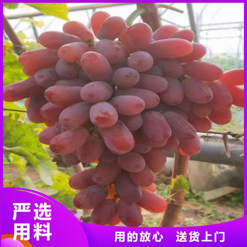 葡萄_玉露香梨苗品质可靠