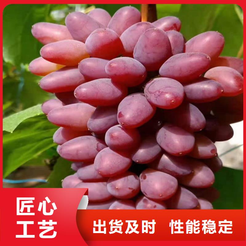 桃树苗-视频-桃树苗_内蒙古通辽市市场覆盖包头|呼和浩特|呼伦贝尔|鄂尔多斯等
