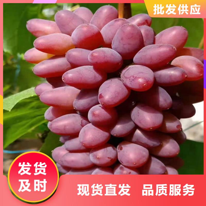 葡萄_玉露香梨苗品质可靠