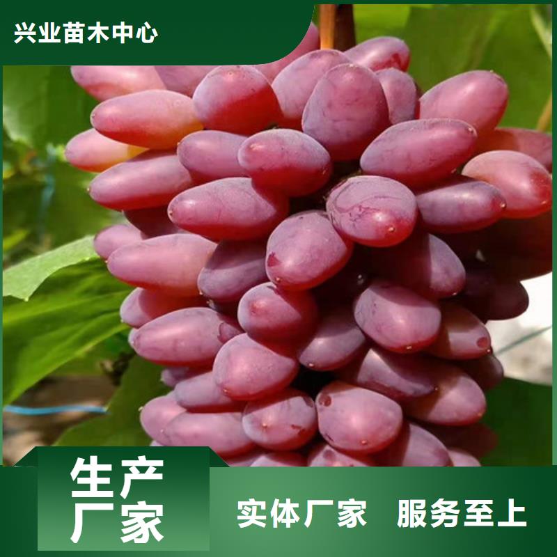 桃树苗视频-珙县|筠连|德阳|广安|南充|内江|凉山桃树苗0中间商差价-苗木中心(宜宾市分公司)