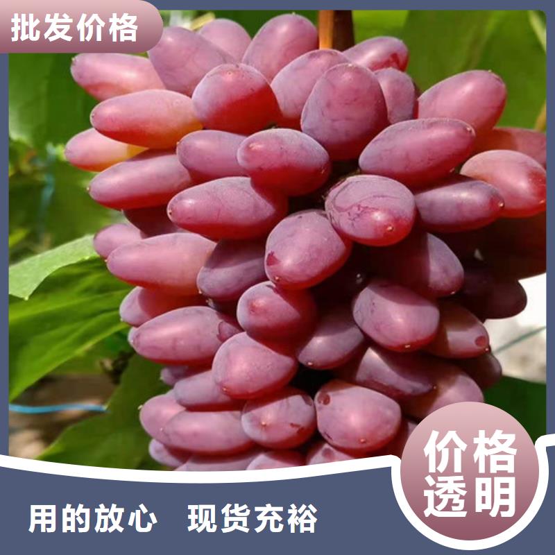 葡萄梨树苗懂您所需