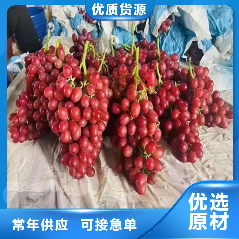 SO4葡萄苗
