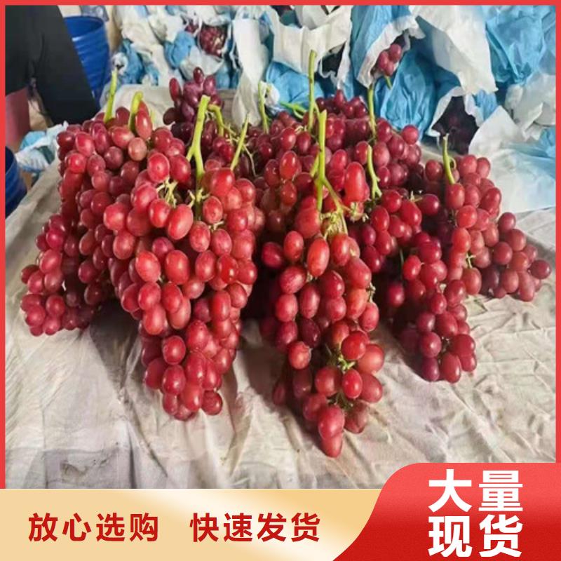 【葡萄,西瓜苗设计合理】