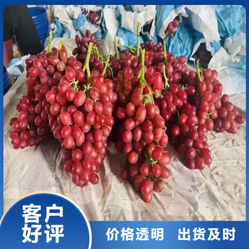 桃树苗-视频-桃树苗_内蒙古通辽市市场覆盖包头|呼和浩特|呼伦贝尔|鄂尔多斯等
