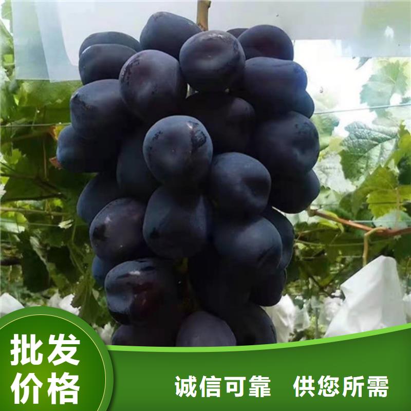 葡萄海棠盆景苗现货直发