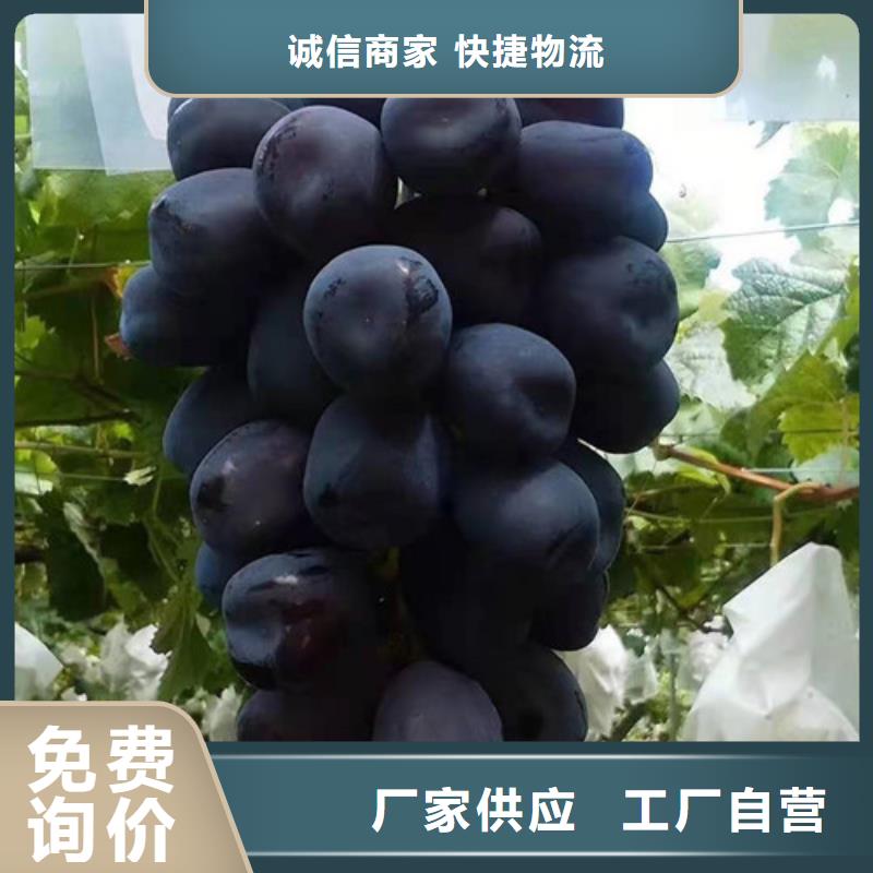 葡萄-核桃苗源头厂家直销
