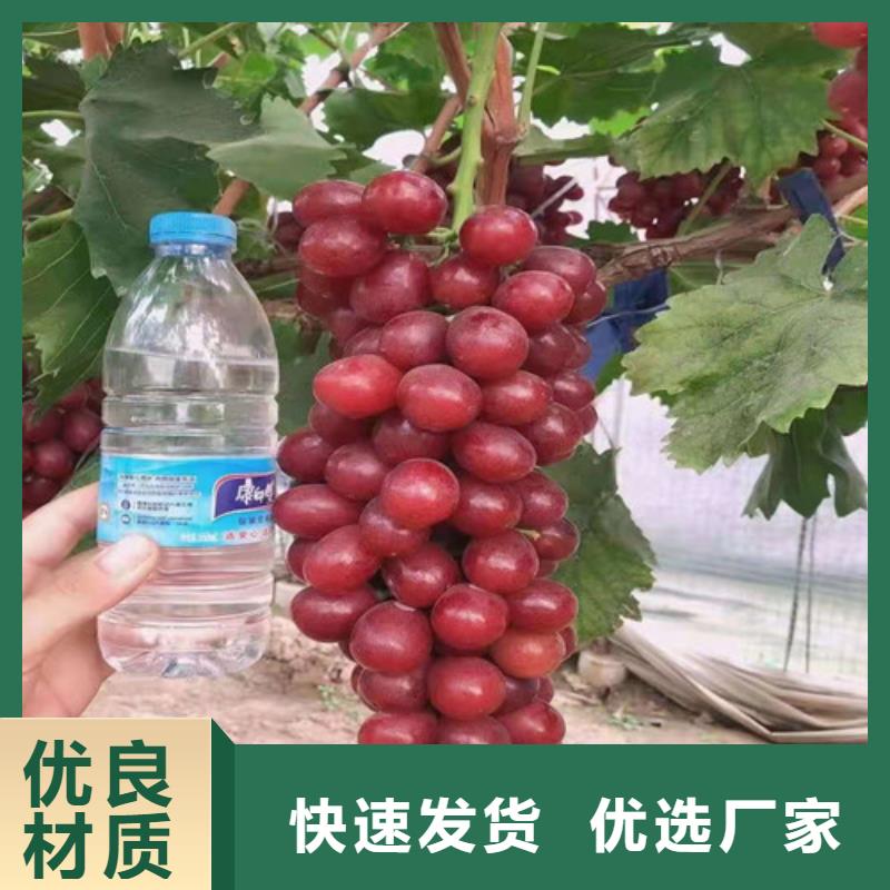 葡萄-草莓苗真材实料加工定制